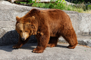 Fototapeta na wymiar Young brown bear on the stone