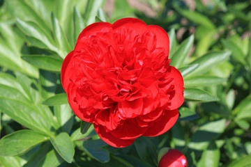 riot of spring flowering