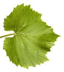 young vine with leaves and ovaries. Isolated on white background