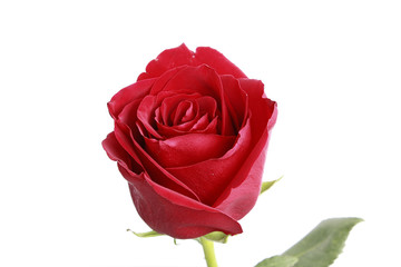 red rose on white background, more sharpness