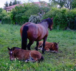 Fototapeta premium Ruhende Pferde 