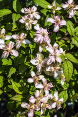 Clematis montana in bright sunshine