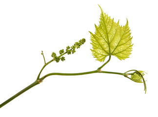 young vine with leaves and ovaries. Isolated on white background