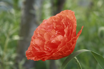 red poppy flower