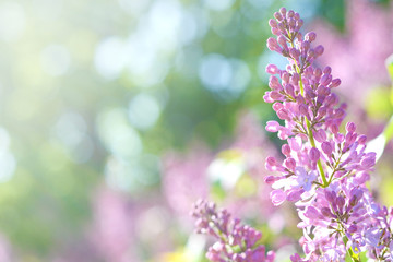 Fototapeta premium Bunch of lilac on a blurred green spring background