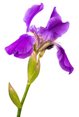 purple iris flower. isolated on white background