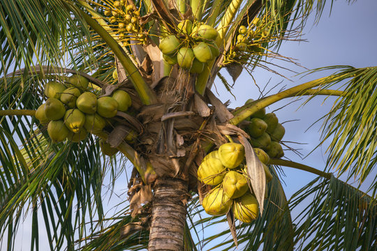 view on coconut palm close up