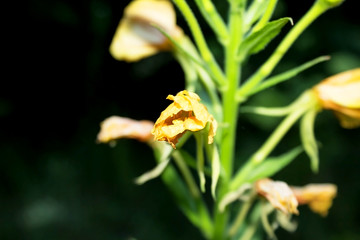Beautiful, unusual yellow flowers grow close up in the meadow and in the forest.