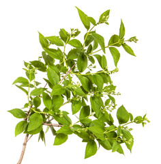 branch of jasmine garden. isolated on white background