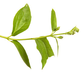 branch of jasmine garden. isolated on white background