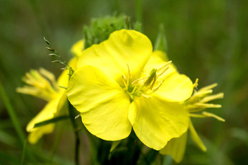 Beautiful, unusual yellow flowers grow close up in the meadow and in the forest.