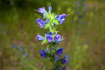 A lilac, purple, fragrant flower grows in a meadow.