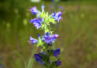 A lilac, purple, fragrant flower grows in a meadow.
