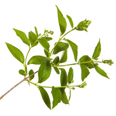 branch of jasmine garden. isolated on white background