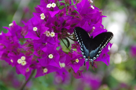 Butterfly on Boganvilla