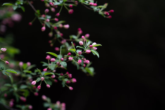 Pink buds and green leaves on branches
