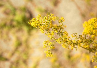 Branch of small yellow flowers, close-up