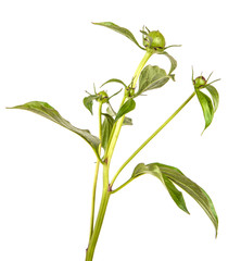 sprout of a peony bush with unblown buds. isolated on white background