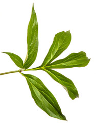 green leaf peony bush isolated on white background