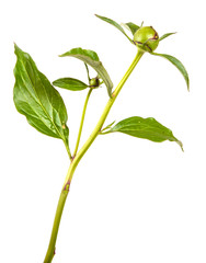 sprout of a peony bush with unblown buds. isolated on white background