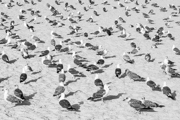 Fototapeta premium gaviotas