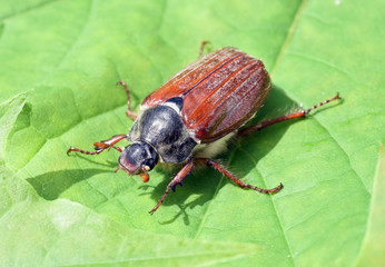 Maikaefer, Melolontha