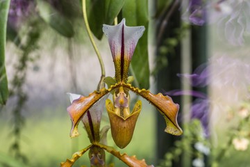 Exotische Orchidee mit Blattläusen in einem Gewächshaus