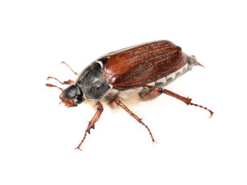 Maikaefer, Melolontha