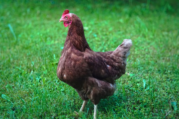 Portrait of a free range hen on a grass.