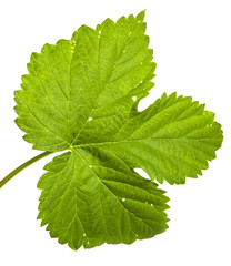 green young sprout of hops. isolated on white background