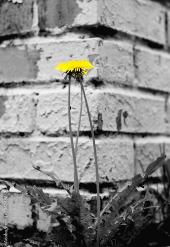 Yellow Flower On Black And White Background Stock Photo And