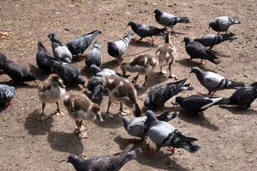 Nilgans, Alopochen aegyptiacus