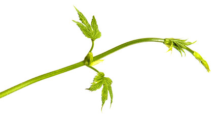green young sprout of hops. isolated on white background
