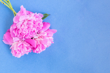 Pink peonies on a blue background