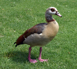 Nilgans, Alopochen aegyptiacus