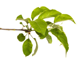 branch of an apple tree with green leaves. Isolated on white background