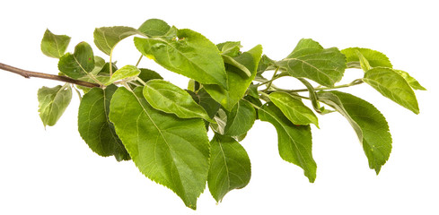 branch of an apple tree with green leaves. Isolated on white background