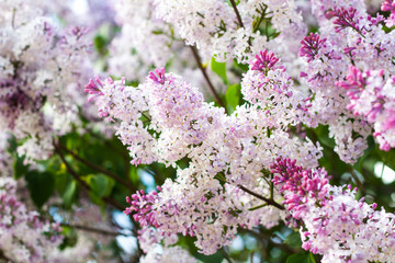 Lilac flowers on the branches in a public park