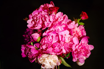 Colorful flowers on black background - colorful peonies. Beauty, pink.