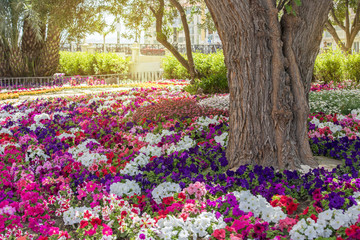 Beautiful colorful spring flowers through the streets of the city