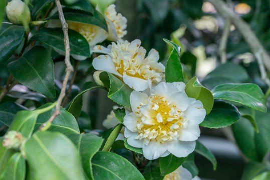 Japanische Kamelie mit wei&szlig;er Bl&uuml;te