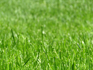 Green grass close up, meadow in sunlight. Shallow depth of field