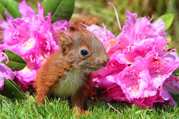 junges Eichhörnchen