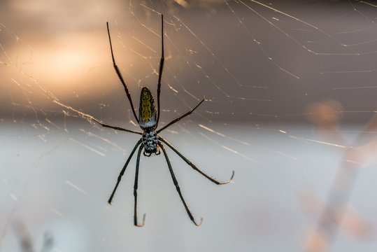 Nahaufnahme einer Seidenspinner Spinne in ihrem Netz