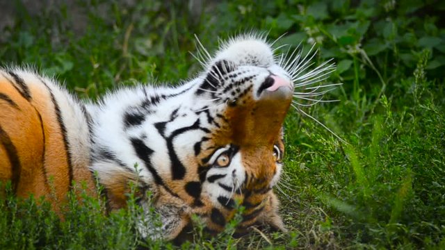 Amur tiger portrait