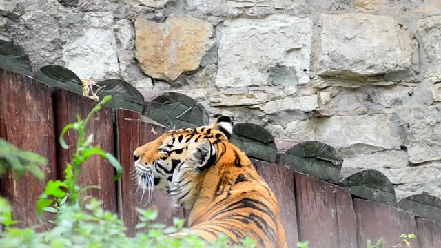 Adult Amur tiger in the zoo
