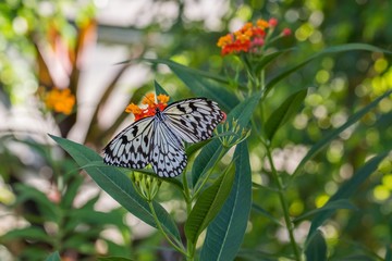 Weiße Baumnymphe Schmetterling auf einer Pflanze