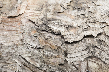 tree bark close-up 