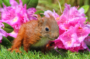 junges Eichhörnchen