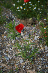 Red poppy flowers. Poppy flowers and blue sky in a field with bees and bumblebees